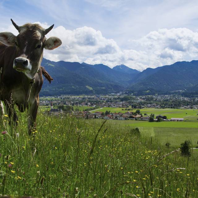 Kuh auf der Sommerweide
