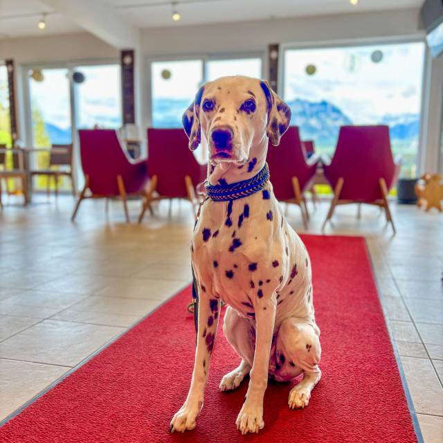 Hunde sind willkommene Gäste